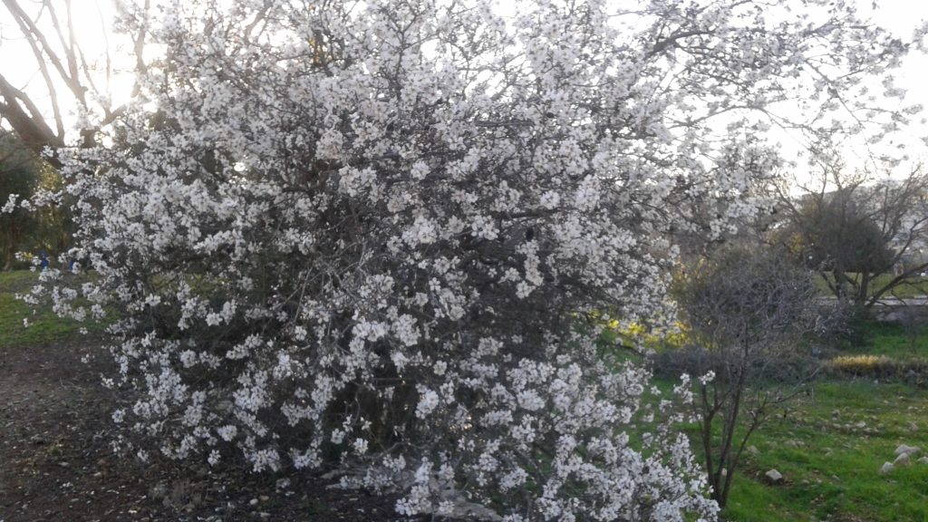 almond tree shira