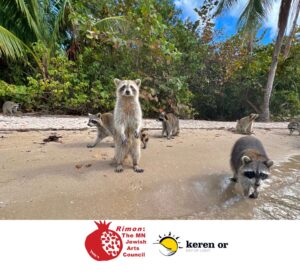 Photo of two raccoons on the beach of an island, one in the lower right corner of the frame, and another to the left-of-center standing upright on its hind paws.