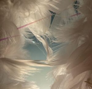 A close up of a group of feathers all around the frame of the photo, with what looks like blue sky visible in the center.