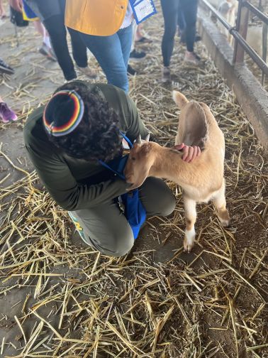 The goat at a Negev farm helping itself to Rabbi Aaron Weininger's nametag on April 20, 2023, during the Minneapolis Jewish Federation Mega Mission to Israel. (Photo by Lonny Goldsmith/TC Jewfolk).