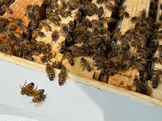 Bees at work at the Adath Jeshurun hive. (Photo by Lonny Goldsmith/TC Jewfolk).