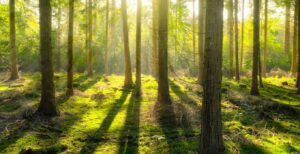 forest setting with sunlight coming between the trees