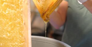 Honey drips off a frame from a beehive that is about to be extracted, filtered and jarred. (Photo by Lev Gringauz/TC Jewfolk)